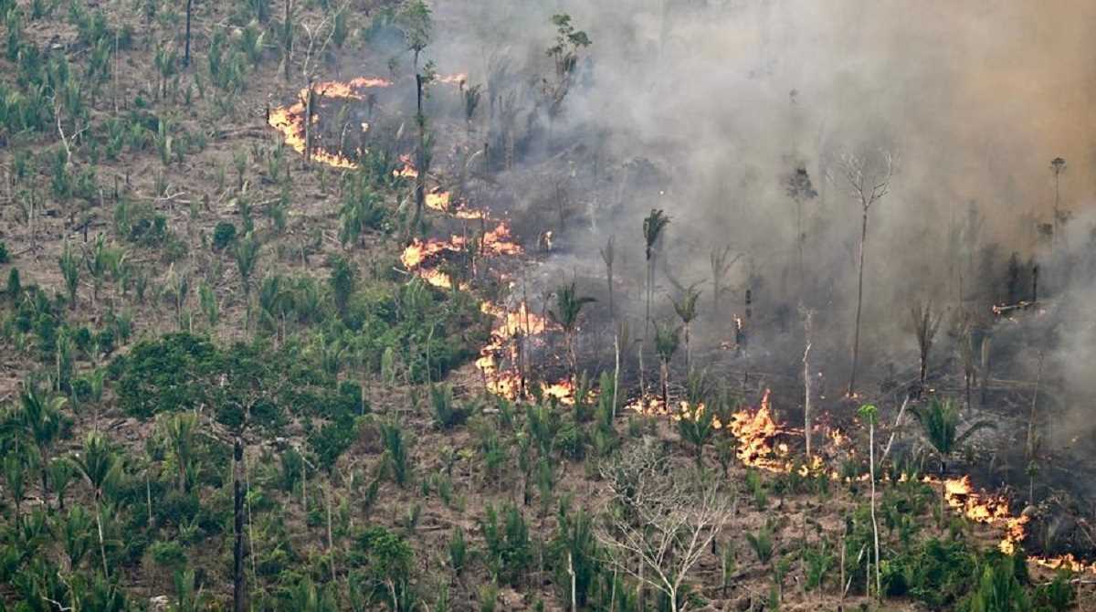 अमेजन जंगल में कटाई 9 साल के सबसे निचले स्तर पर